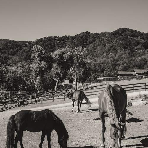 Photo #10172524