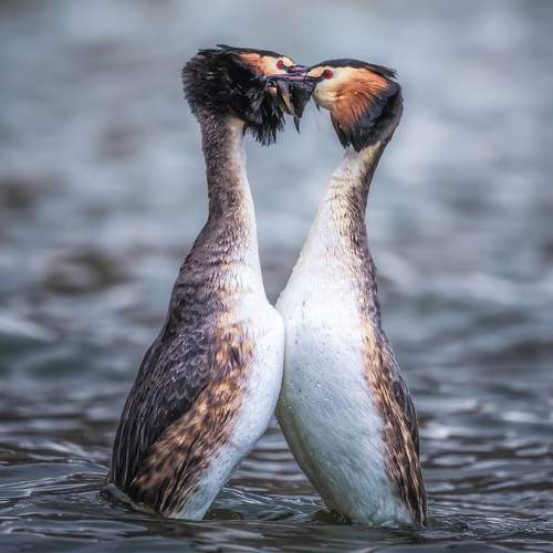 Танец любви