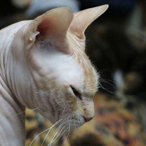 Photo #10175487