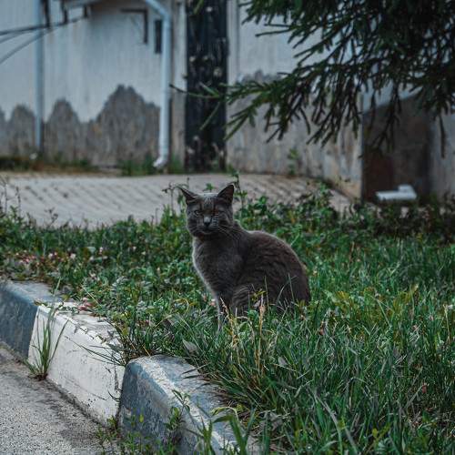 Photo #10176716