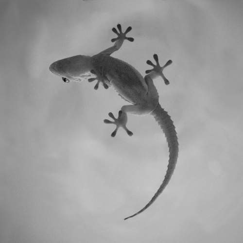 Un mundo en las sombras
