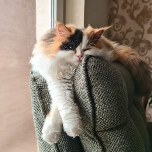 Photo #10184686