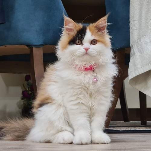 Photo #10184705