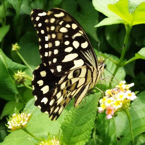 Photo #10185617