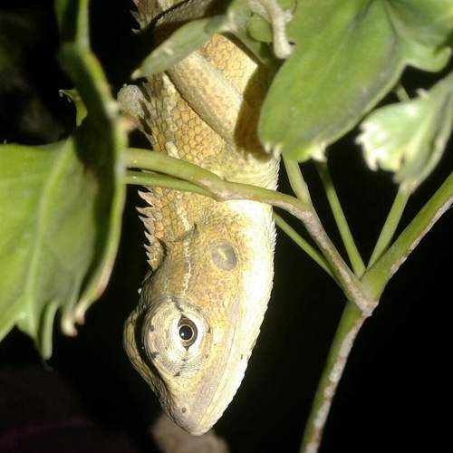 Photo #10185621