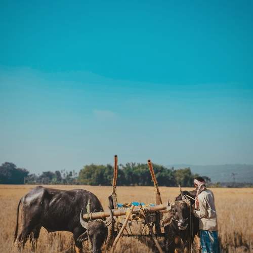 A life of villagers , working with baffalo