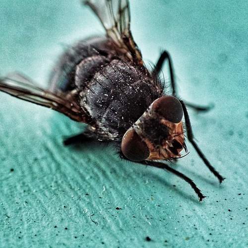 Photo #10191057