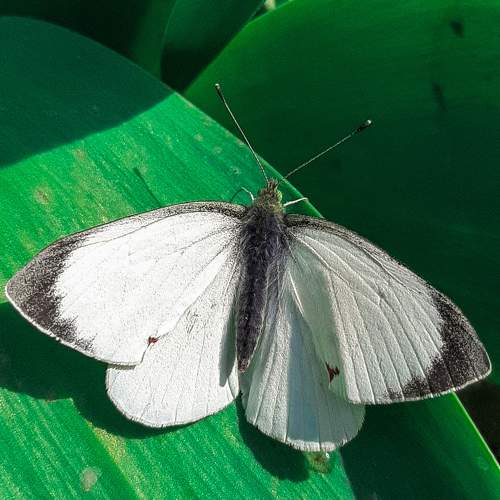 Photo #10191082