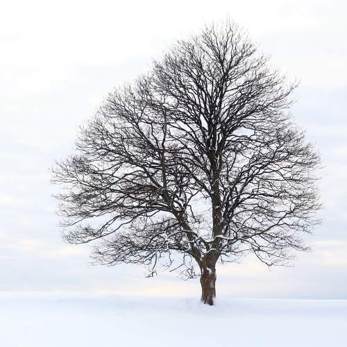 The silence of the white.
