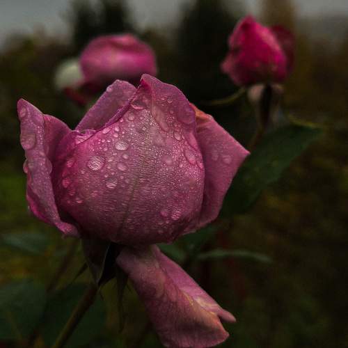 Photo #10194725