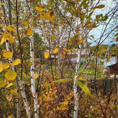 Photo #10196634