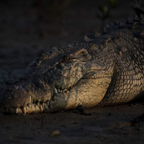 The large Predator