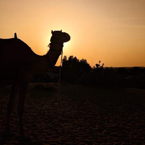 Silhouette sands: Camel gracefully bathed in the setting sun's embrace.