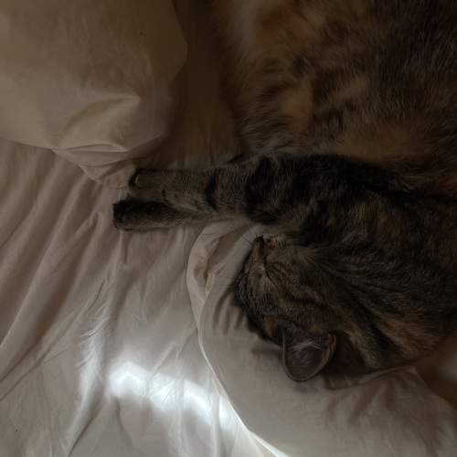 Photo #10198341