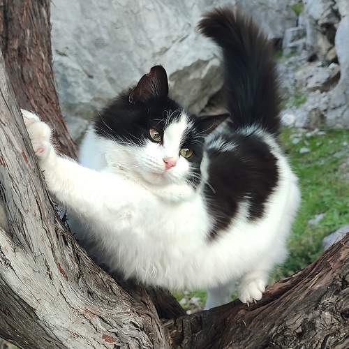 Photo #10199086