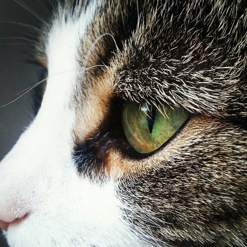 Photo #1022067
