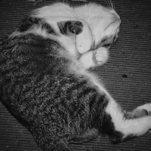 Photo #1022726