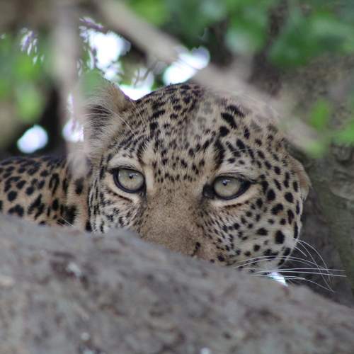 Wild Leopard