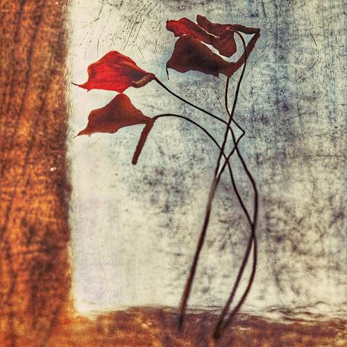 Photo #10202007