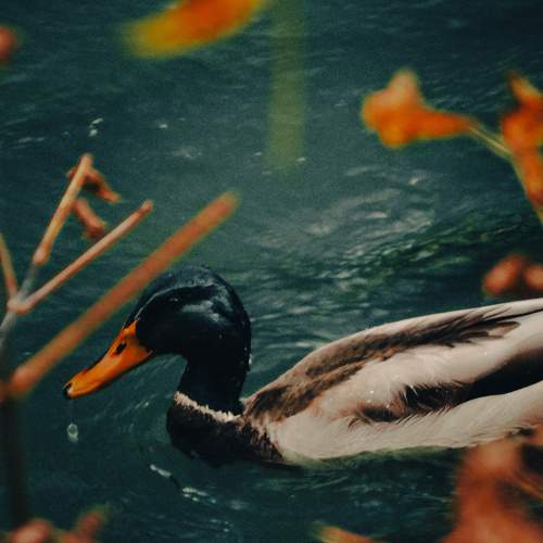 Photo #10203328