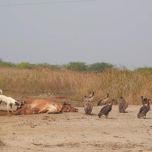 Feral dog disturbing the vultures group on feeding.
