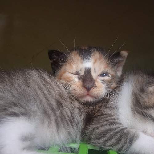 new kitten Indonesian