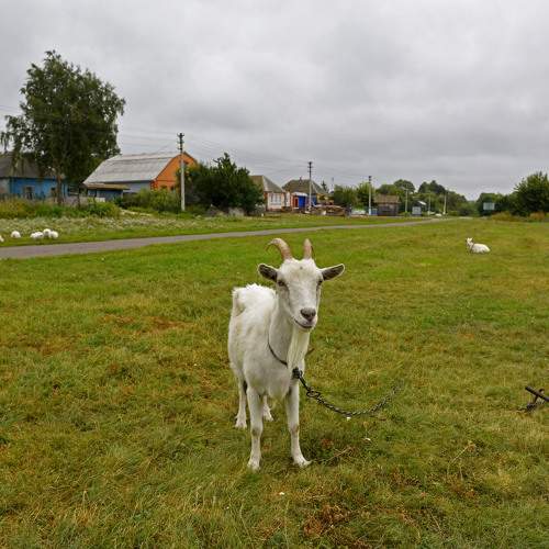 Photo #10204382