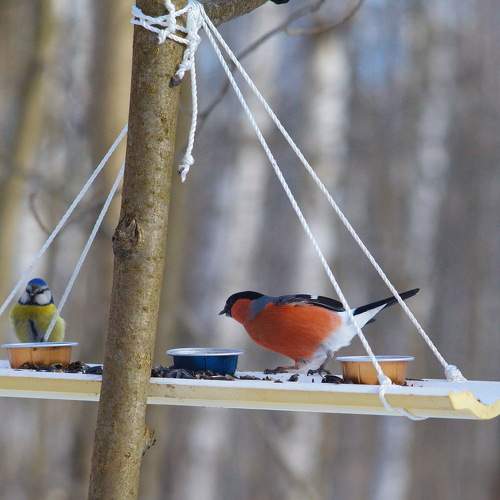 Photo #10204483