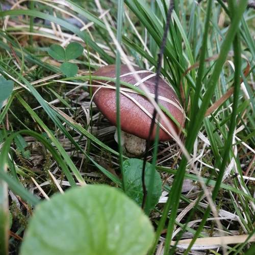 Photo #10206373