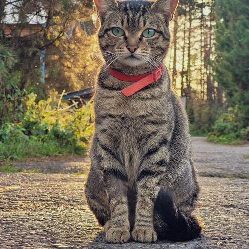 Photo #10207595