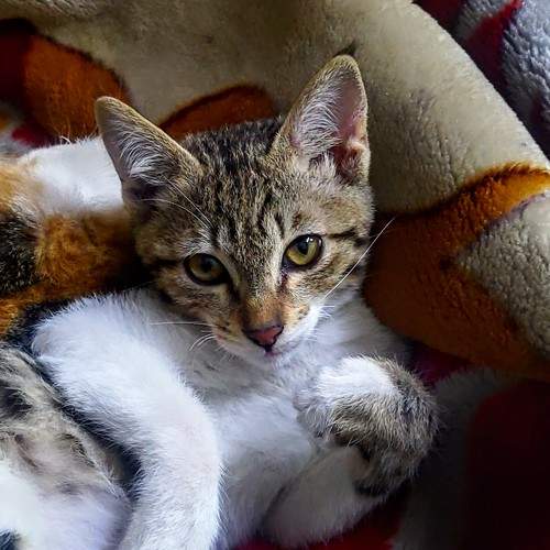 Photo #10208344