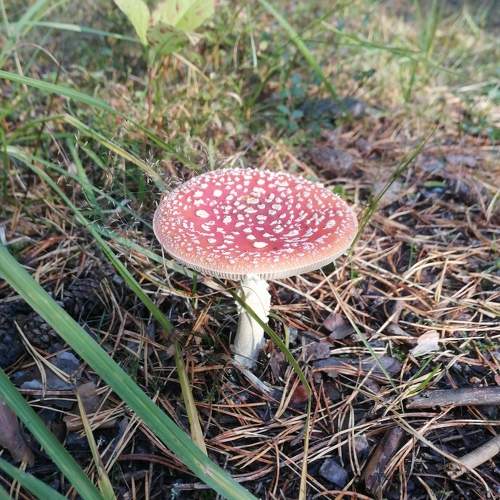 Photo #10208348