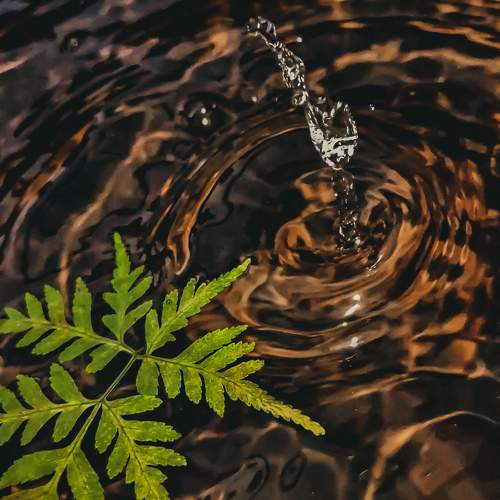 The Rhythm Of Water And A Desperate Leaf