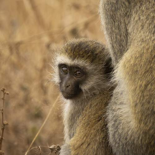 Photo #10209688