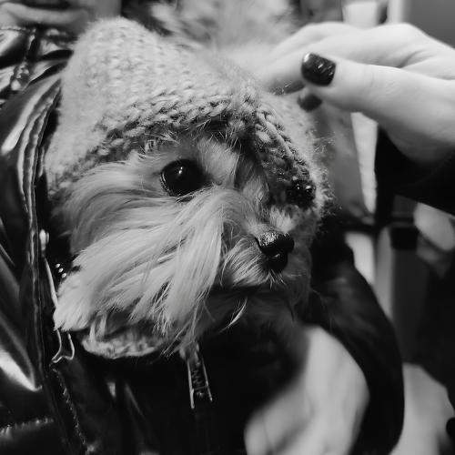 Photo #10209881