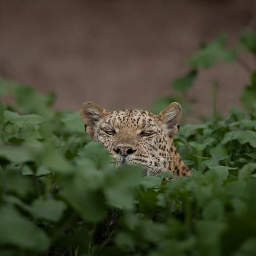 Hide & Seek