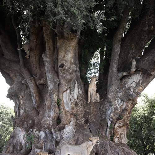 The Lions and the ancient Mashatu Tree