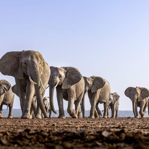 The Convoy