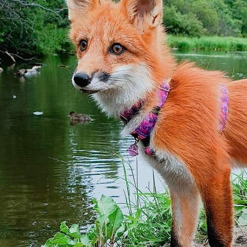 Photo #10212997