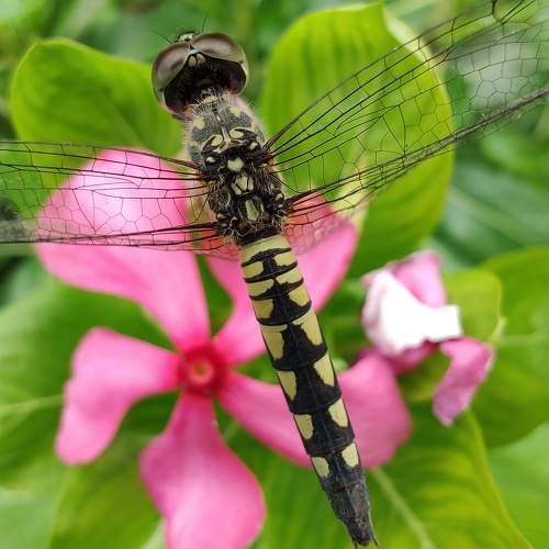 Macro shot
