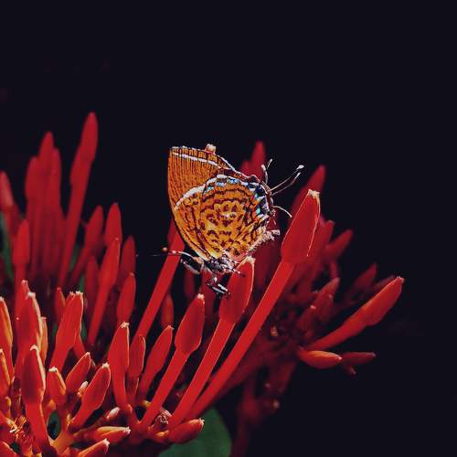 Beauty of Red