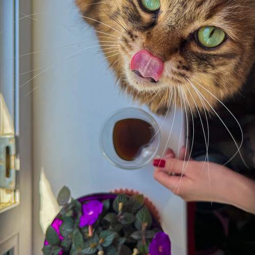 Photo #10216328