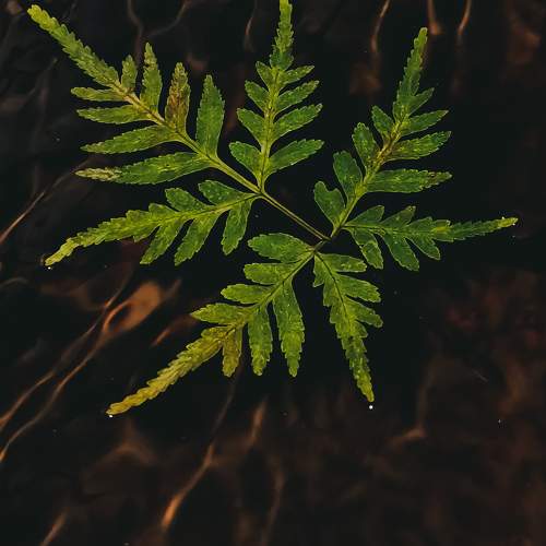 A Desperate Leaf
