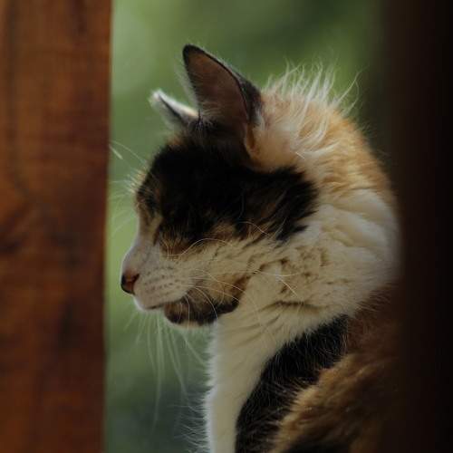 Photo #10216481