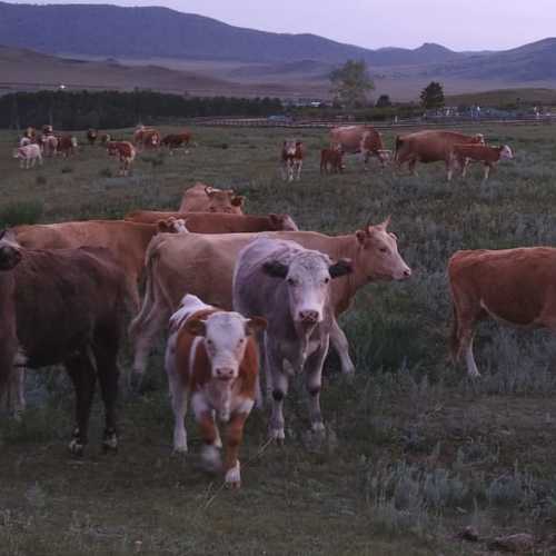 Photo #10218734