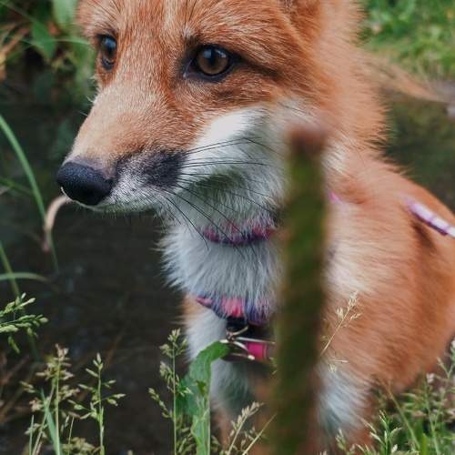 Photo #10219778