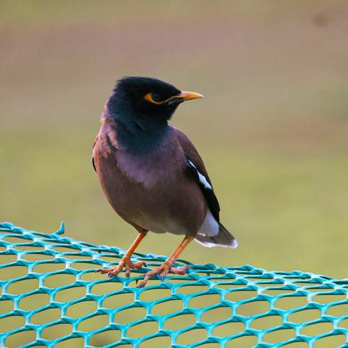 Birdphotography
