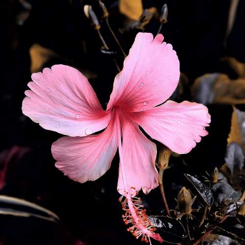 Pink Hibiscus