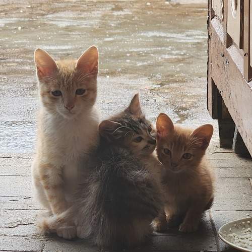 Photo #10226597