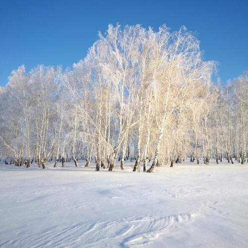 Сибирские берёзы